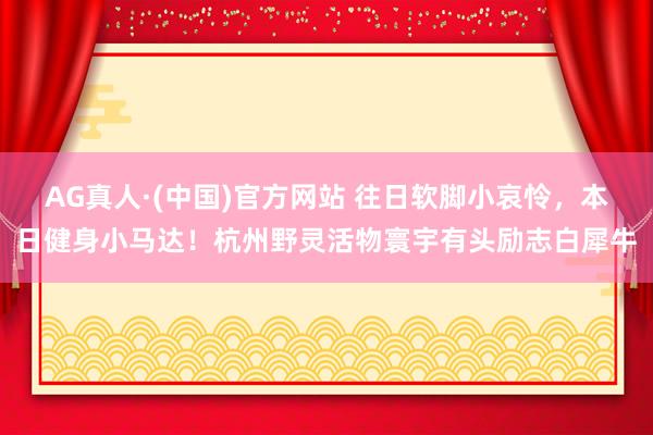 AG真人·(中国)官方网站 往日软脚小哀怜,本日健身小马达!杭州野灵活物寰宇有头励志白犀牛